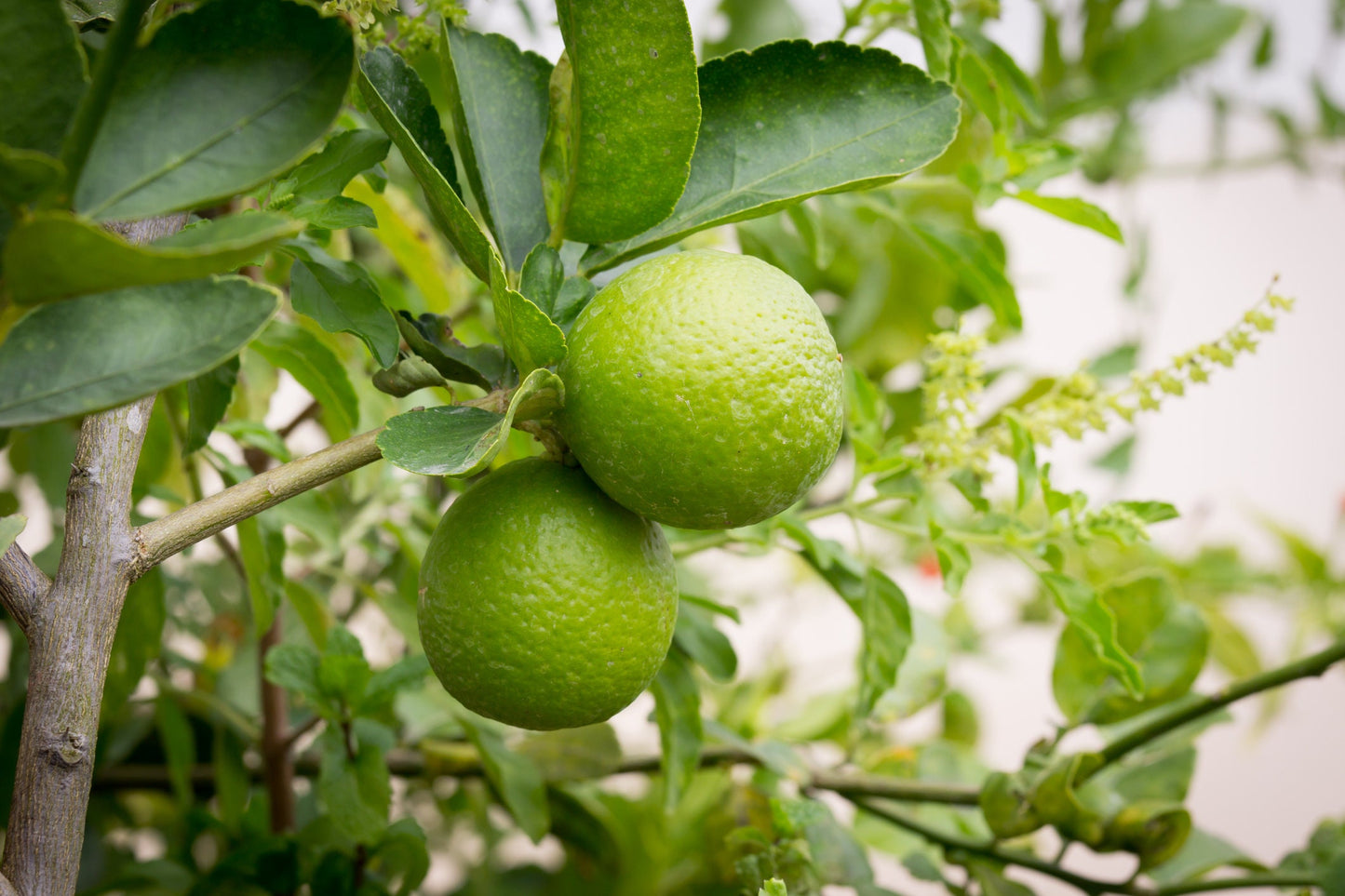 Lime Bonsai Tree Seeds - 20 Seeds - Grow a Delicious Fruit Bearing Bonsai Tree - Ships from Iowa.