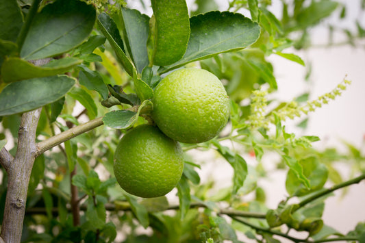 Lime Tree Seeds - 20 Seeds - Grow a Delicious Fruit Bearing Tree - Ships from Iowa.