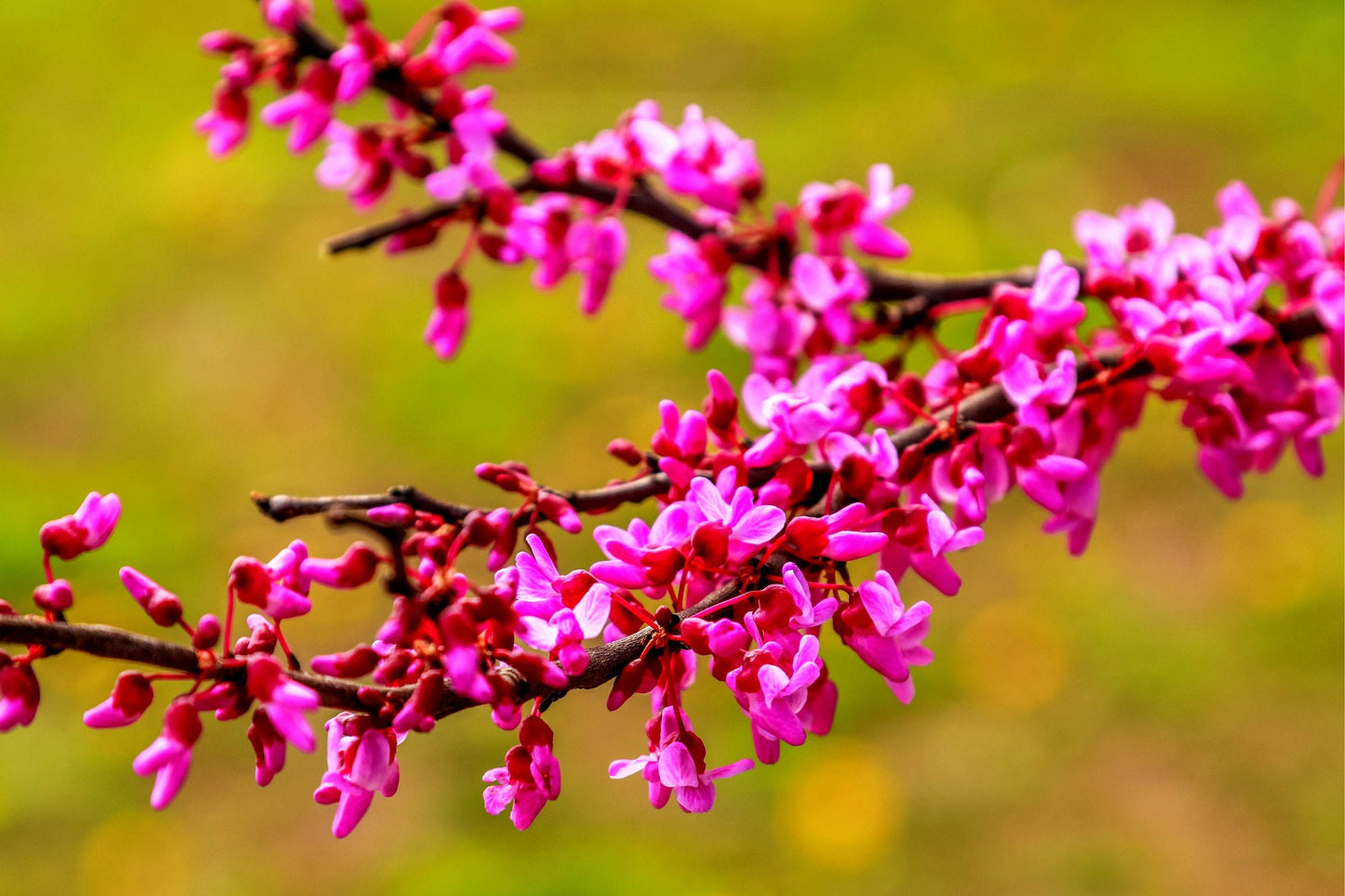 Redbud Tree Seeds to Grow - Early Blooming Pink Flowers Amaze! - Ships from Iowa - Cercis chinensis - Chinese Red Bud Tree