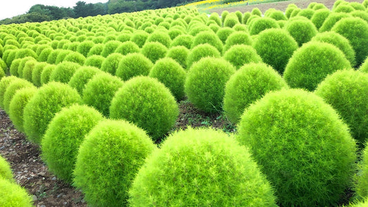 Burning Bush Seeds - Kochia Bush - Exotic Little Round Bush - Mexican Fire Plant - Summer Cypress