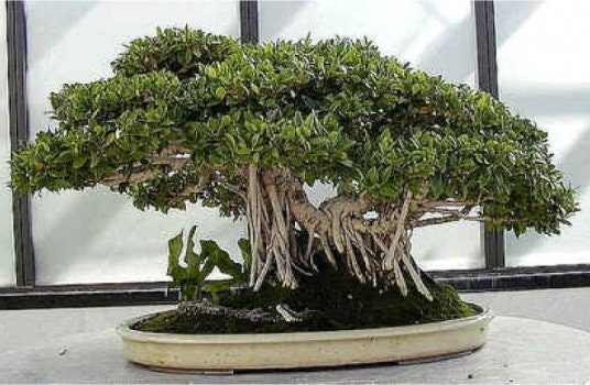 Banyan Bonsai Tree Seeds for Planting - Seeds of Ficus benghalensis - Indian Banian Tree - Ships from Iowa, USA