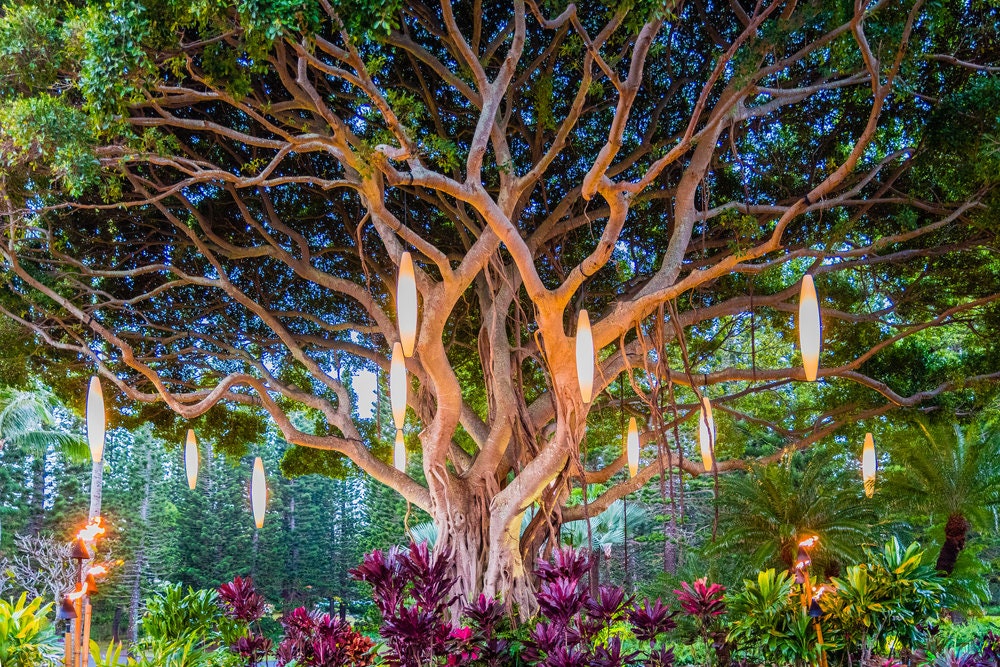 Indian Banyan Bonsai Tree Seeds for Planting - 20 Seeds of Ficus benghalensis - Ships from Iowa, USA