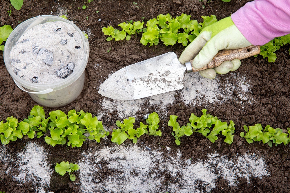 Wood Ash Fertilizer - Excellent Ph Balancer, Natural Fertilizer for Vegetable Garden and Flowers