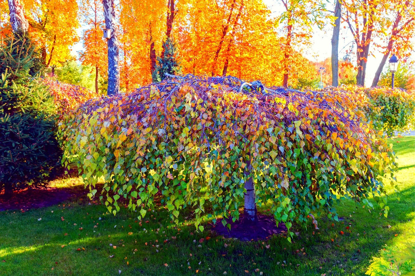 planting birch tree seeds Weeping Silver Birch Tree Seeds for Planting