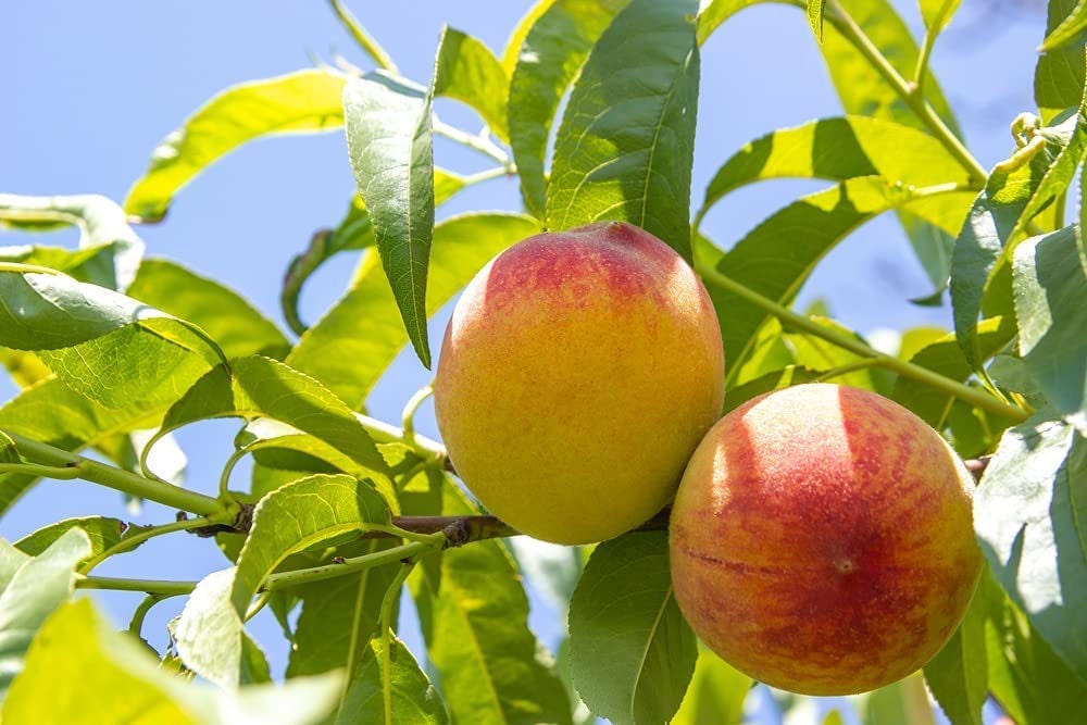 Peach Tree Seeds - Large Fresh Seeds - Made in USA. Ships from Iowa