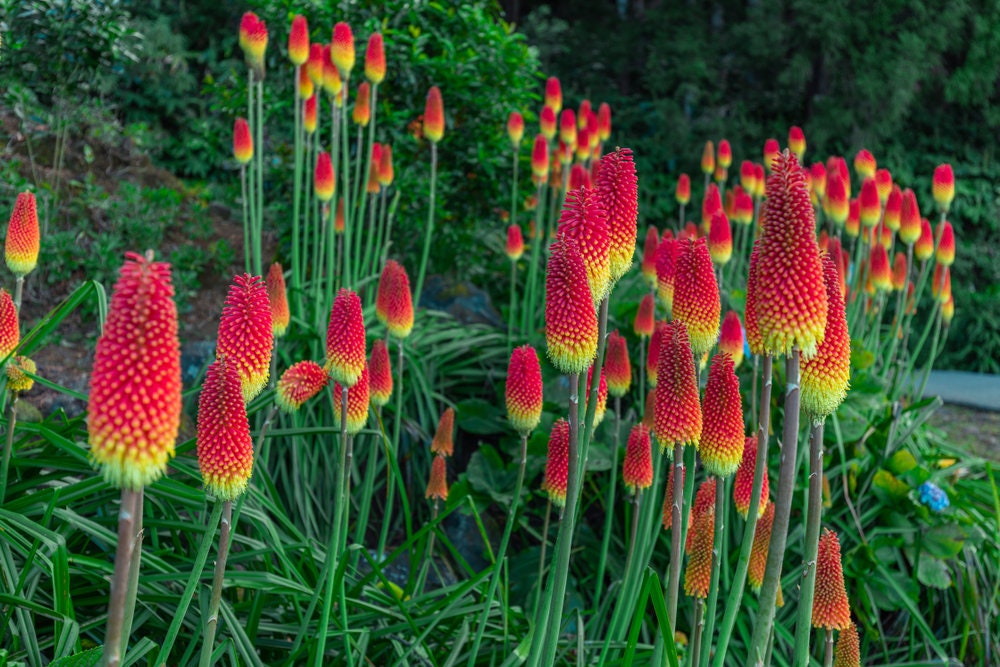 Torch Lily Flower Seeds - - Red Poker Flower - Exotic Vibrant Red Blooms Amaze All That See Them - Kniphofia Flower