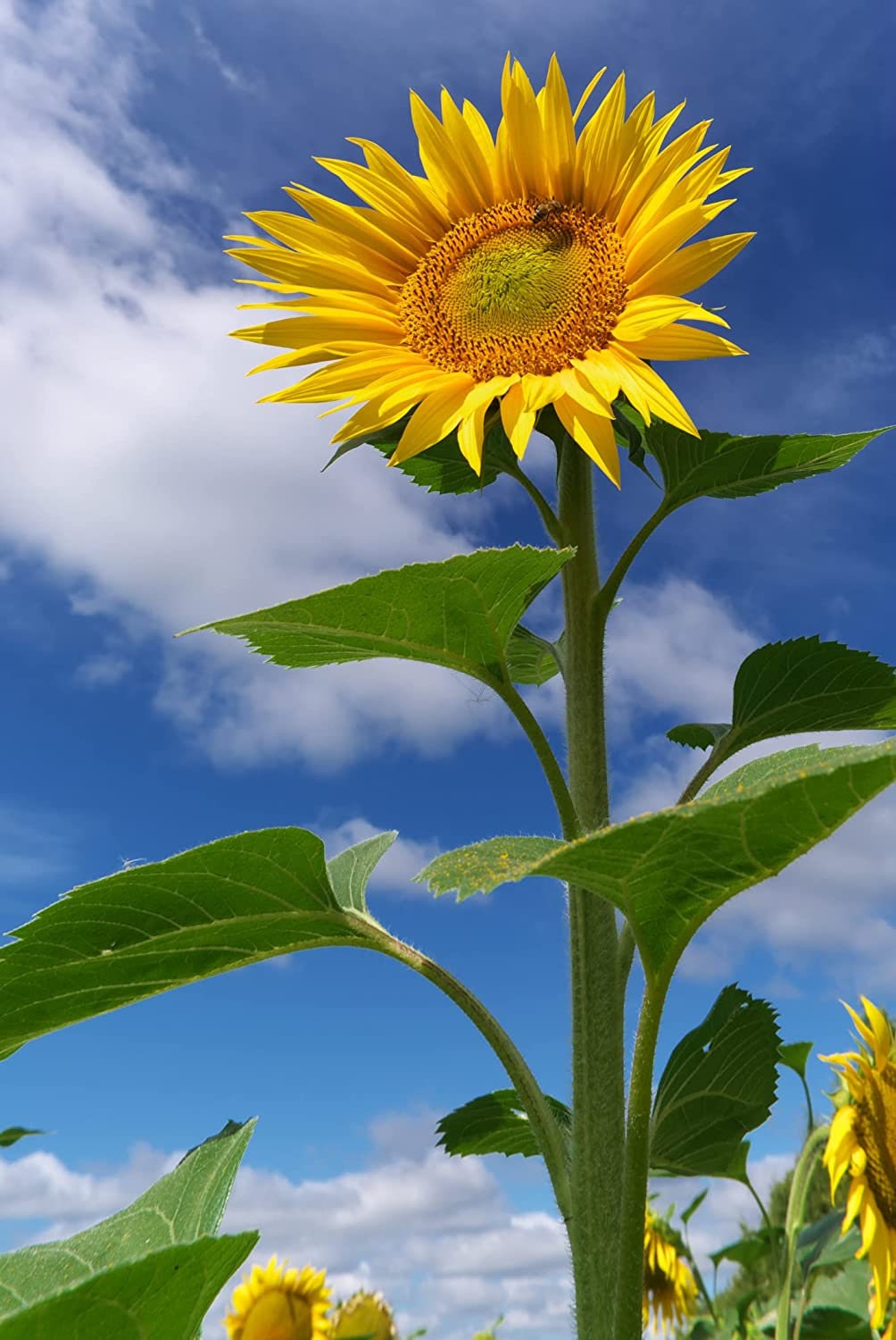 Skyscraper Sunflower Seeds for Planting | Huge 15-20 feet Tall with Giant Sunflowers | Ships from Iowa, USA