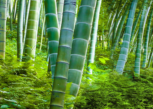 200+ Giant Bamboo Seeds to Grow - Grow Giant Bamboo