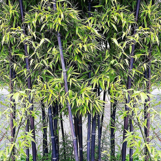 200+ Rare Black Bamboo Seeds for Planting - Grow Black Bamboo, Privacy Screen, Good for Environment - Ships from Iowa