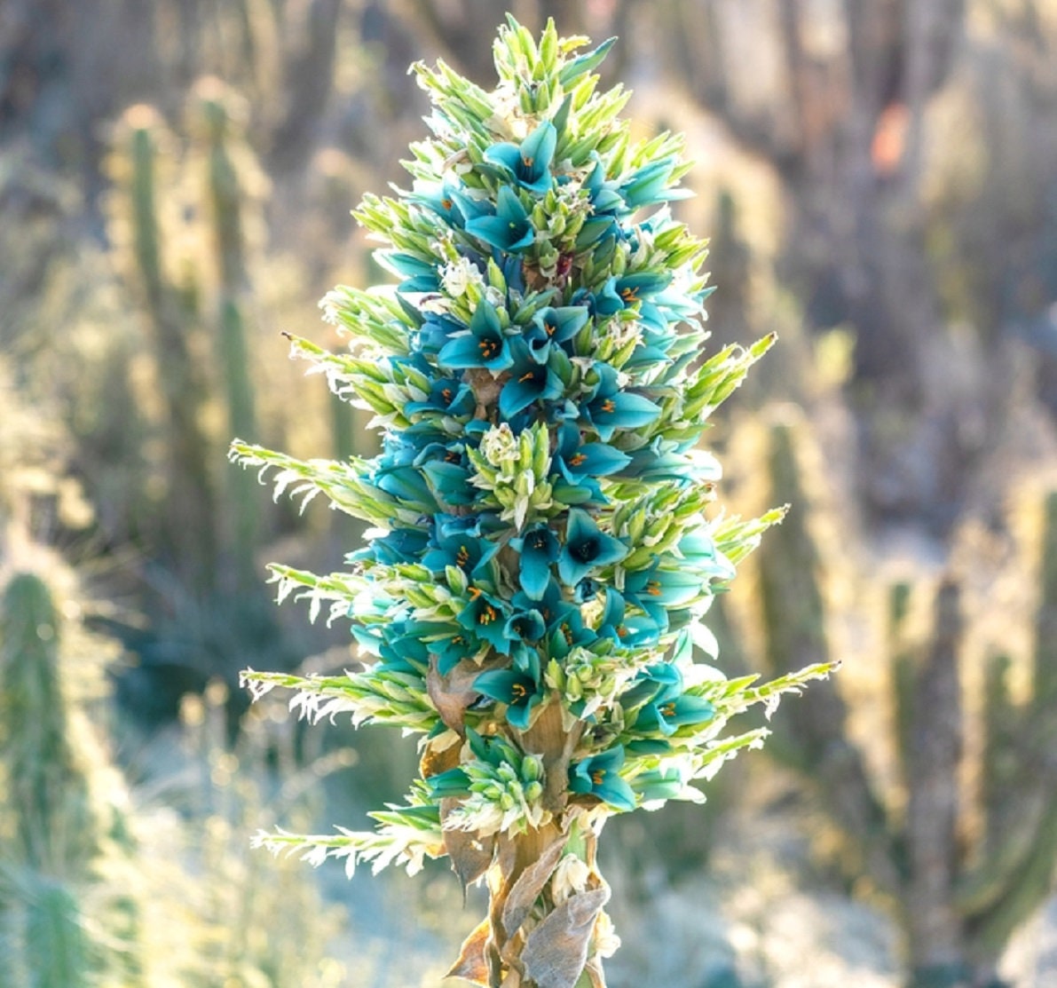 Sapphire Tower Seeds for Planting - 20 Rare Seeds - Exotic Flowering Cactus