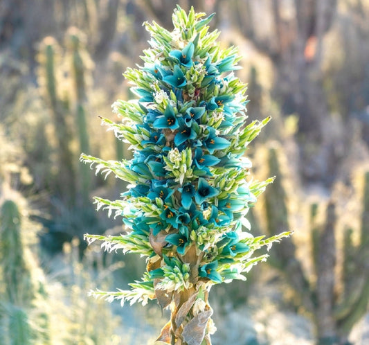 Sapphire Tower Seeds for Planting - 20 Rare Seeds - Exotic Flowering Cactus