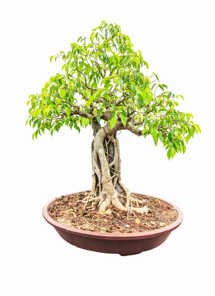 Weeping Fig Bonsai Tree Seeds for Planting - 20 Seeds - Ficus benjamina, Excellent Indoor Plant