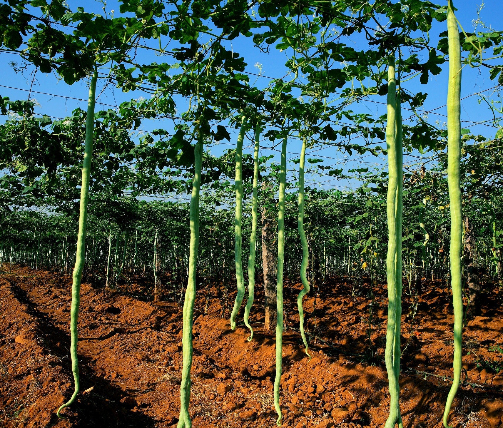 planting snake gourd seeds Snake Gourd Seeds for Planting - Grow Long Snake Like Gourds