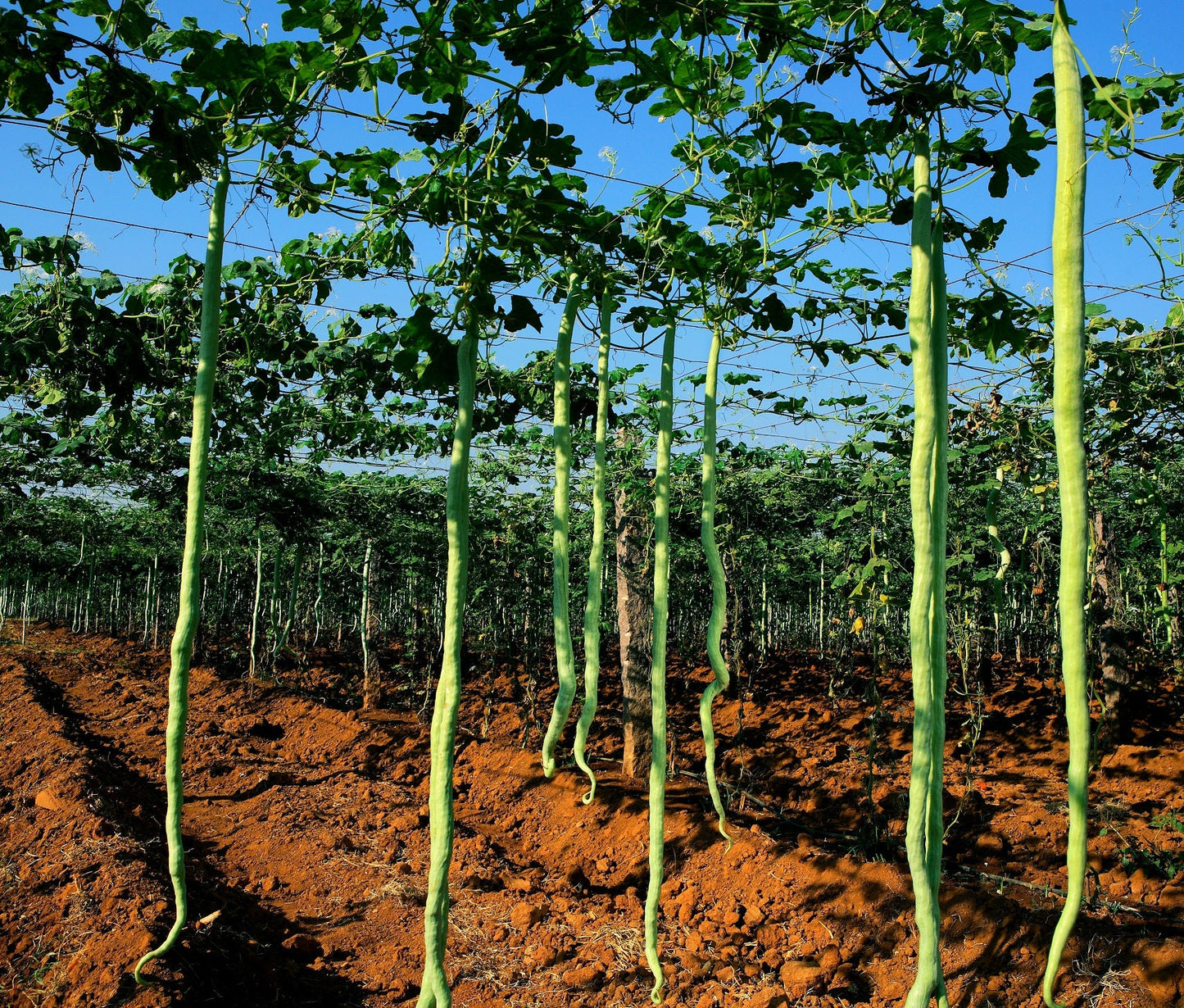 Snake Gourd Seeds for Planting - Grow Long Snake Like Gourds - Rare and Hard to Find. Ships from Iowa, USA