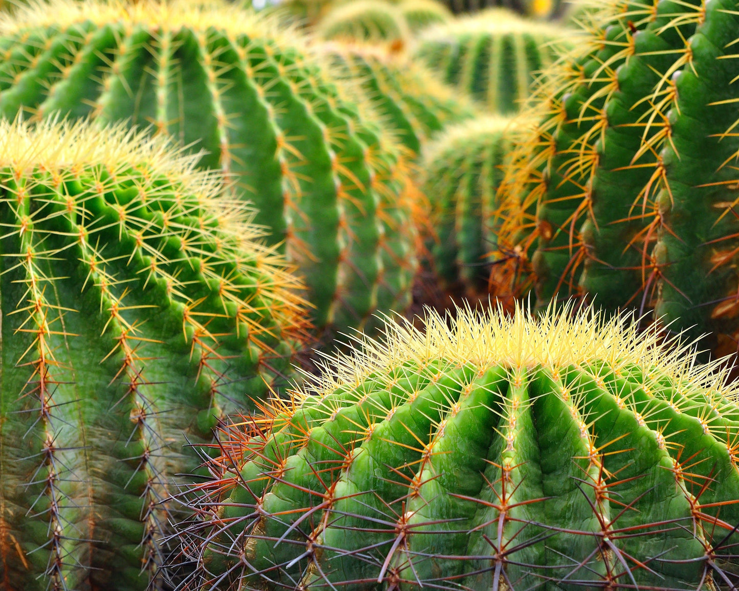 Golden Barrel Cactus Bonsai Seeds - 50 Seeds -Echinocactus grusonii - Ships from Iowa, USA - Grow Exotic Succulent Cacti Bonsai