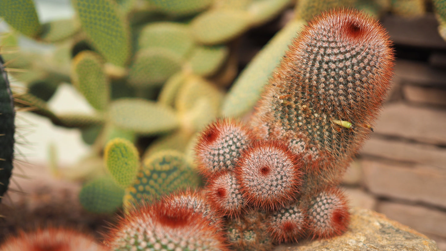 Red Headed Irishman Cactus Seeds for Planting - 25 Seeds -Mammillaria spinosissima v. rubispina - Ships from Iowa, USA