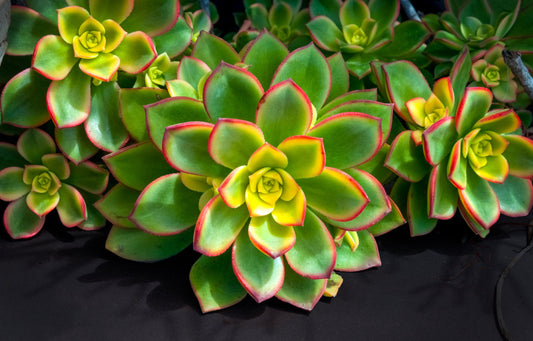 Kiwi Succulent Seeds - 30 Seeds - Aeonium percaneum - Ships from Iowa, USA