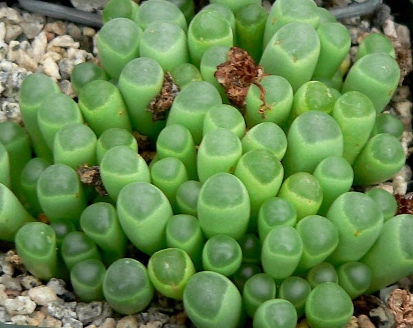 Baby Toes Succulent Seeds for Planting - 30+ Seeds - Ships from Iowa, USA - Fenestraria aurantiaca