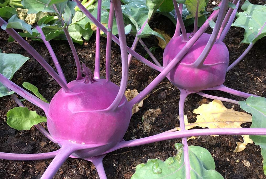 Purple Vienna Kohlrabi Seeds for Planting | 100+ Seeds | Exotic Garden Vegetable, Delicious and Fun to Grow