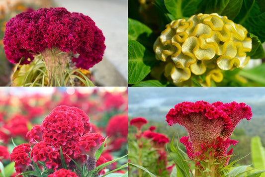 Mixed Color Cockscomb Seeds - Amazing Garden Flower - Made in USA - Celosia Seeds