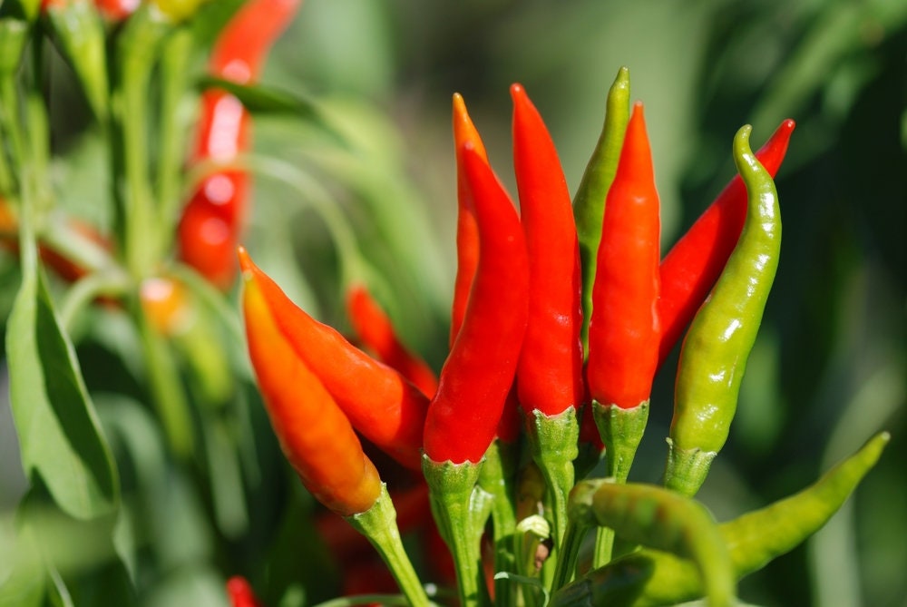 Tabasco Pepper Seeds for Planting - Grow Red Hot Chili Peppers - Great for Eating or Chili Powder