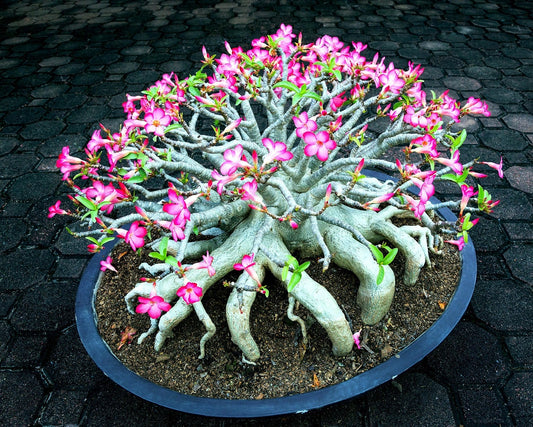 Mixed Color Desert Rose Seeds - Adenium Obesum - Easy to Grow as Bonsai or Indoor Plant - Mixed Color Seeds