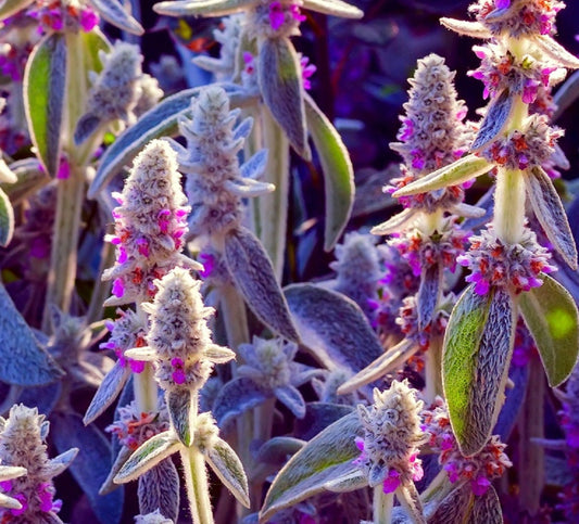 Lamb's Ear Byzantina Seeds for Planting - Made in USA, Ships from Iowa - (Stachys Byzantina Lanata)