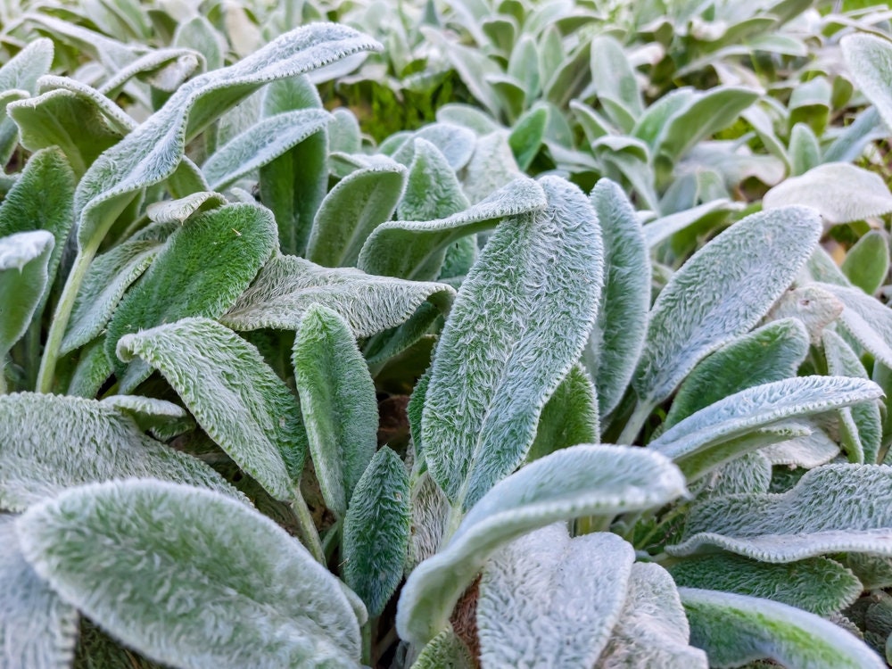 Lamb's Ear Byzantina Seeds for Planting - Made in USA, Ships from Iowa - (Stachys Byzantina Lanata)