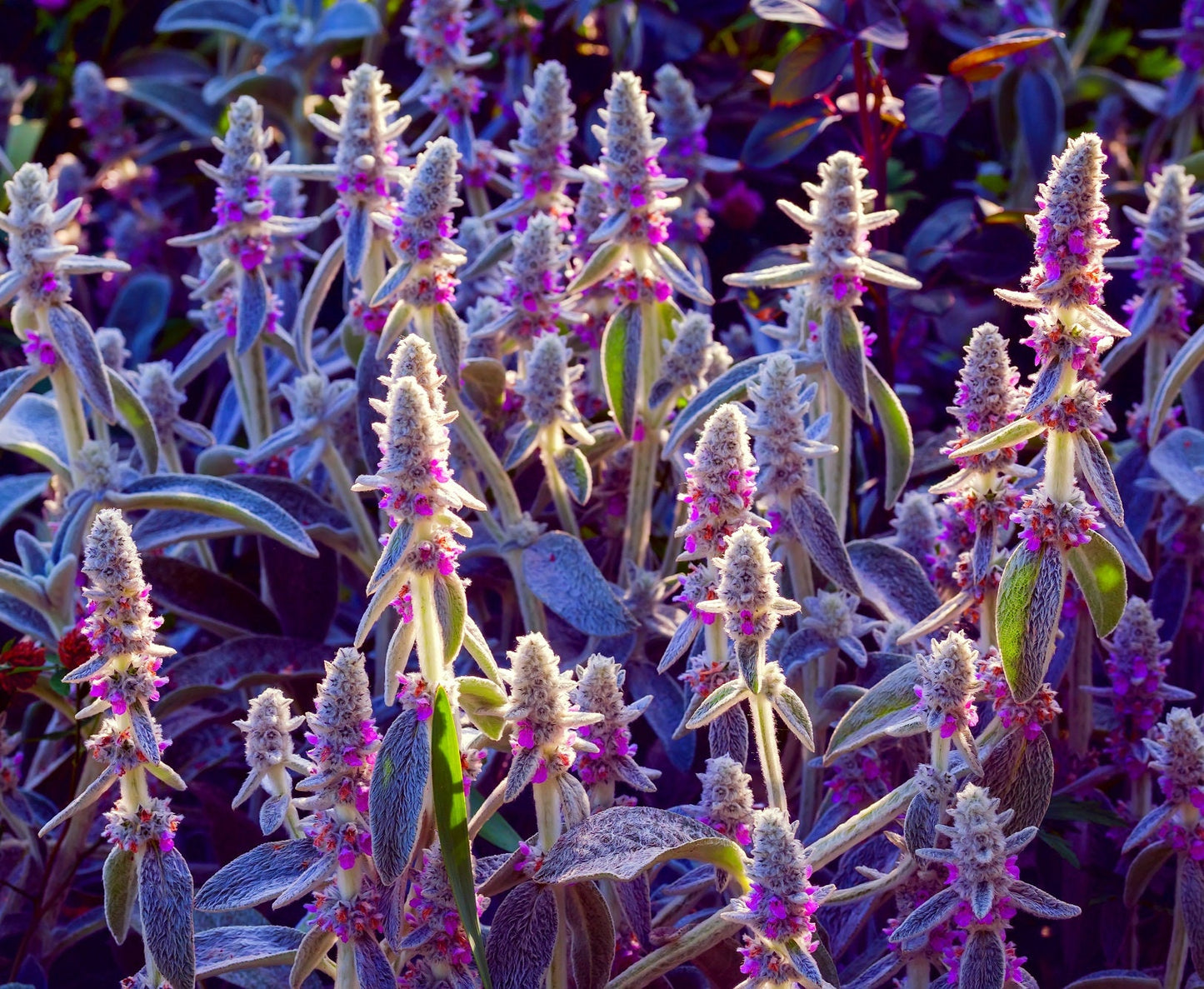 Lamb's Ear Byzantina Seeds for Planting - Made in USA, Ships from Iowa - (Stachys Byzantina Lanata)