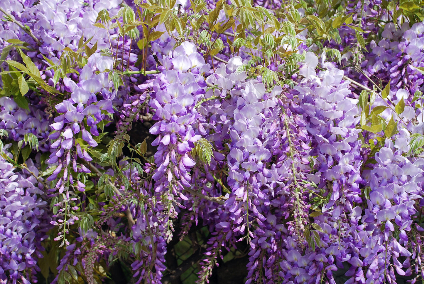 Wisteria Vine Seeds - Highly Prized Flowering Plant for Garden, Yard, or Bonsai, Wisteria sinensis