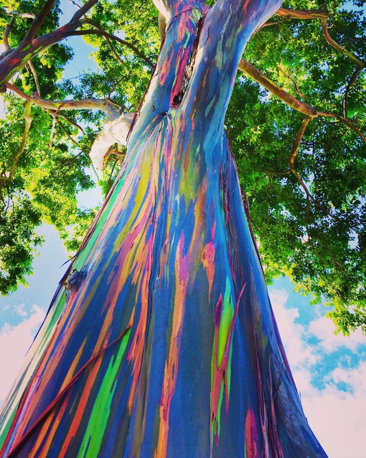 Rainbow Eucalyptus Tree Seeds - Stunning Colored Bark - Eucalyptus deglupta