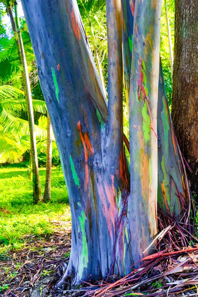 bonsai rainbow eucalyptus tree Rainbow Eucalyptus Tree Seeds - Stunning Colored Bark