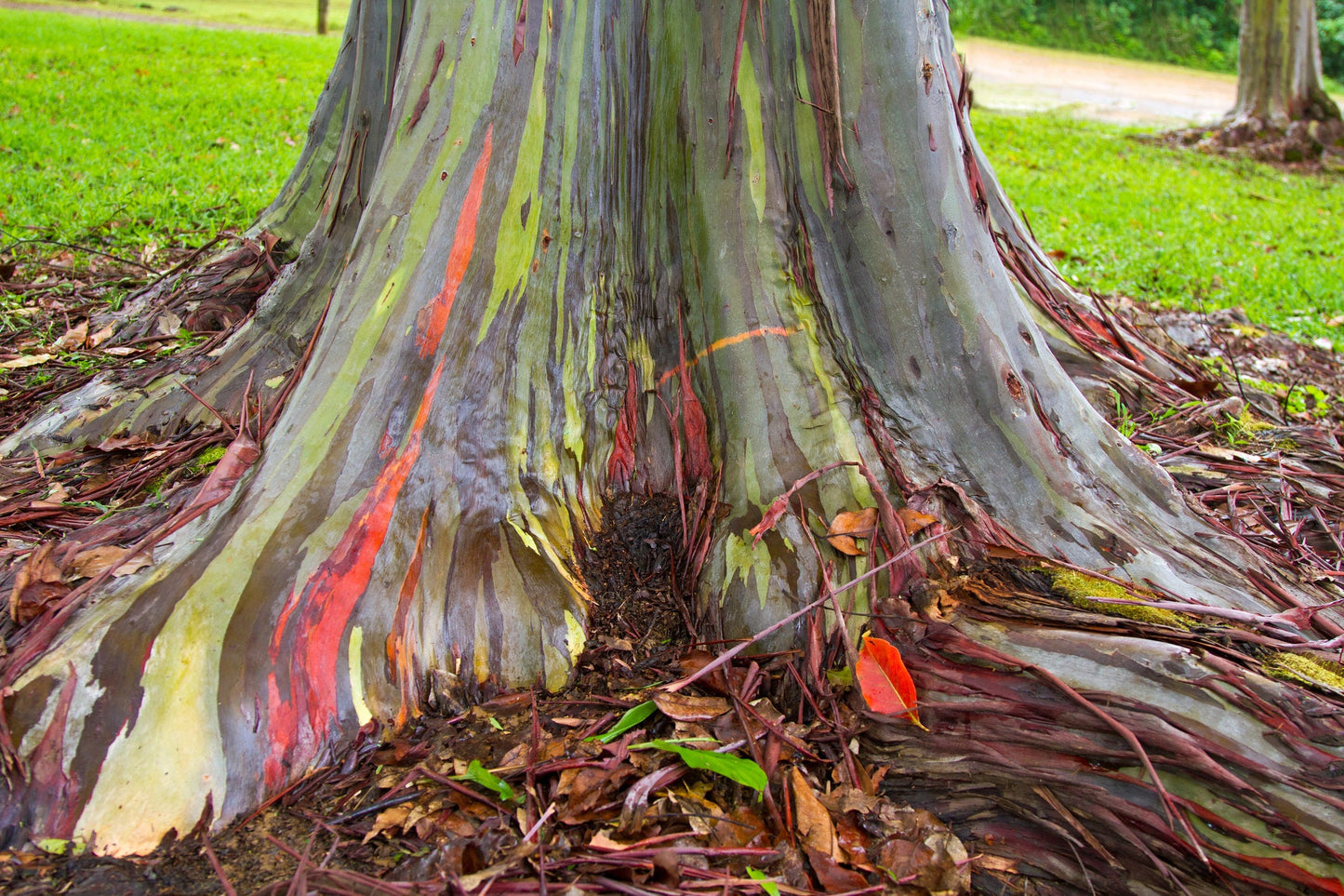 Rainbow Eucalyptus Tree Seeds - Stunning Colored Bark - Eucalyptus deglupta