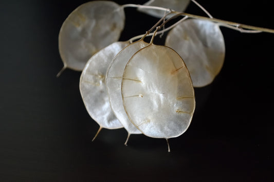 Silver Dollar Plant Seeds for Growing - 30 Seeds - White Money Plant, Lunaria Biennis