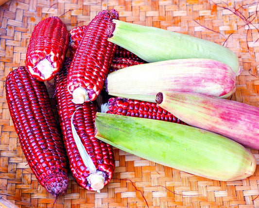 Jimmy Red Corn Seeds - Vibrant Red Bootlegger Corn - Heirloom Corn Seeds - Used for Shine