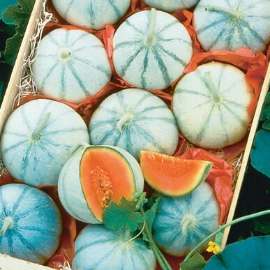 10 Savor Melon Seeds | Exotic Garden Fruit Seeds to Plant | Sweet Exotic Melons, Grow and Eat