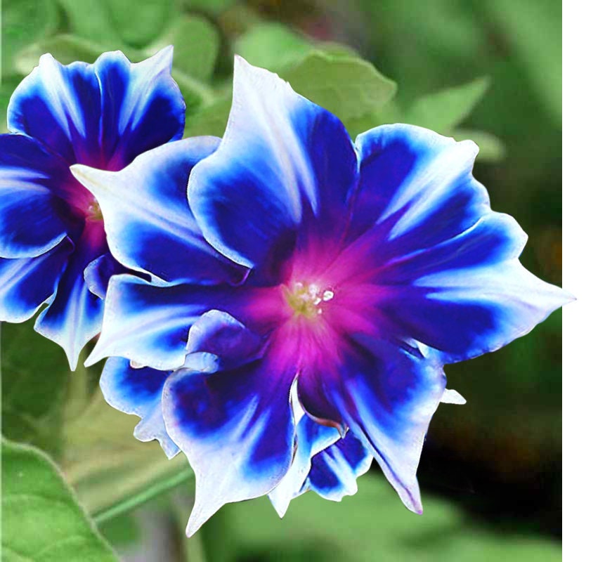 30 Rare Blue and White Morning Glory Seeds to Plant | Beautiful Flowering Vine