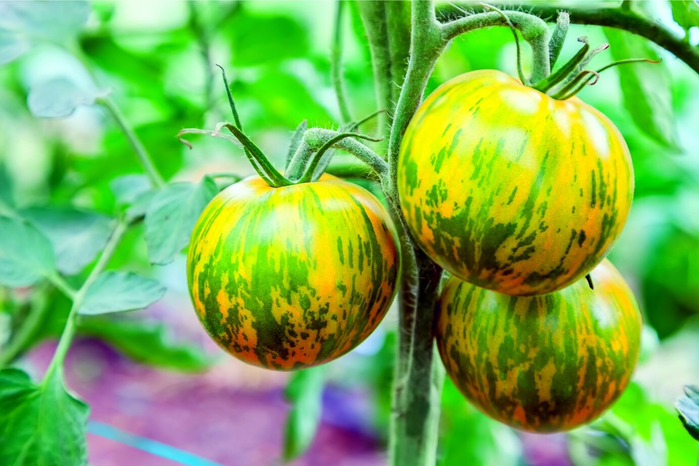 Green Zebra Tomato Seeds - Great for Salads or Cooking - Fresh Seeds, Made in USA - Stunning Color