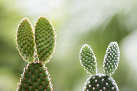 Bunny Ears Cactus Seeds - 30 Seeds -Opuntia microdasys var. albaspina - Exotic Cactus Popular for Bonsai or Container Growing