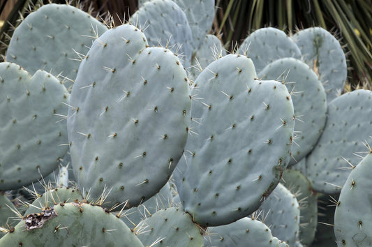 Giant Prickly Pear Cactus Seeds - 20+ Seeds - Opuntia robusta - Ships from Iowa, USA - Grow Exotic Cacti