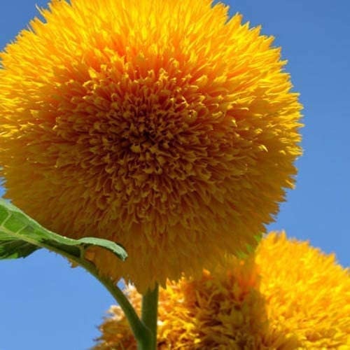 Teddy Bear Sunflower Seeds | Exotic Garden Flower | Sunflower Seeds for Planting | Great for Hummingbirds and Butterflies