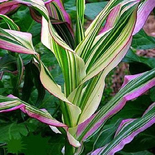 Candy Striped Corn Seeds 20 Seeds - Pink Zebra Corn - Japonica Corn