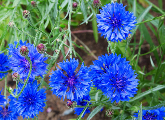 200 Dwarf Bachelor Button Seeds for Planting - Heirloom Non-GMO USA Grown Cornflower Seeds for Planting - Centaurea Cyanus Ships from Iowa