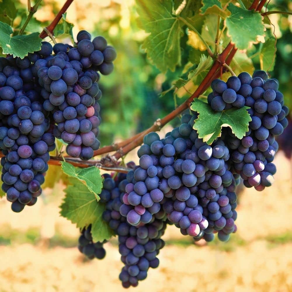 Purple Grape Seeds for Planting - Wine Grapes - Made in USA, Ships from Iowa.