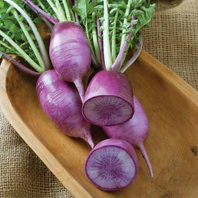 Bravo Purple Daikon Radish Seeds for Planting - 100+ Seeds - Rare Garden Vegetable Seeds