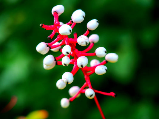 Doll's Eyes Wildflower Seeds - 20+ Seeds of Actaea pachypoda - Non-GMO Seeds - Ships from Iowa, USA