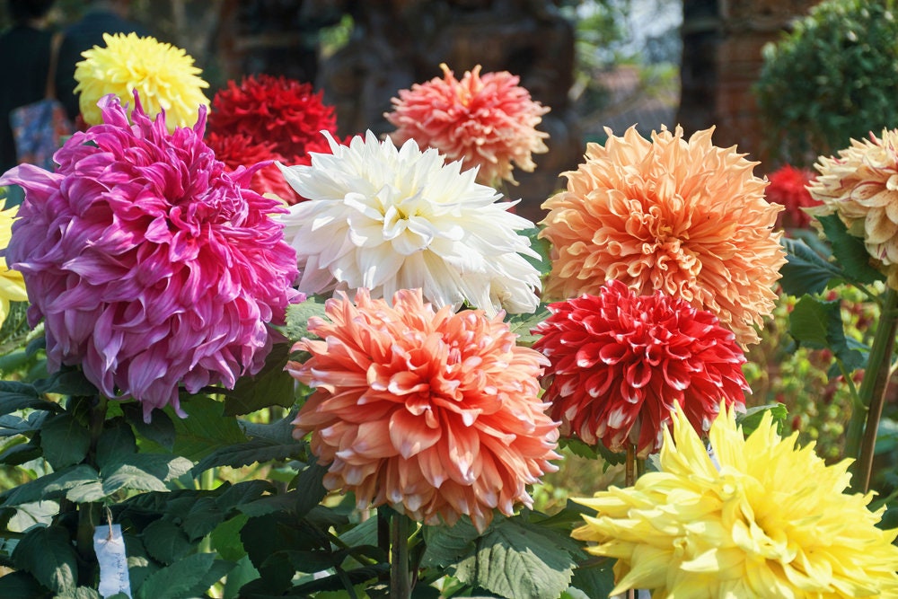 30 Dahlia Showtime-Showpiece Flower Seeds - Made in USA, Ships from Iowa