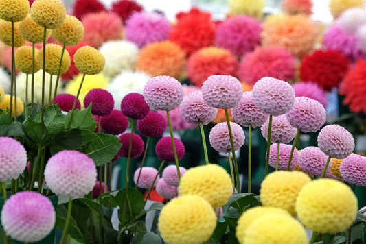 Pom Pom Dahlia Seeds for Planting - 200+ Seeds - Vibrant Multicolored Pom Pom Flowers