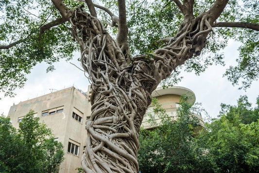 Banyan Tree Seeds for Planting - 40 Seeds of Ficus benghalensis - Indian Banian Tree - Ships from Iowa, USA