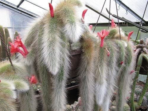 Portal Cool Hildewintera Cleistocactus Colademononis Monkey's Tail Cactus Bonsai 20 Seeds